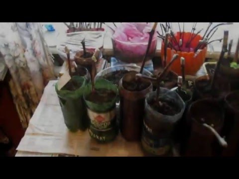 Как посадить проросшие черенки винограда подробная практическая инструкция, советы, хитрости.