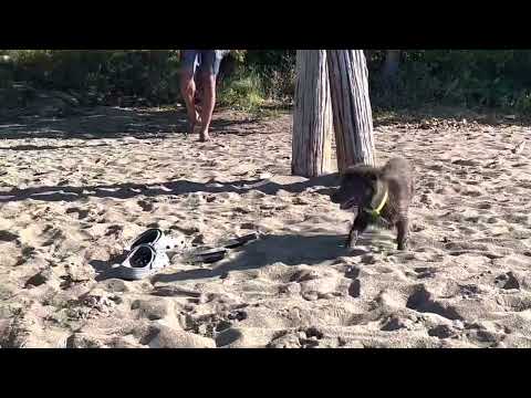 The best black sand beach in St. Vincent & the Grenadines. Questelles Beach!!