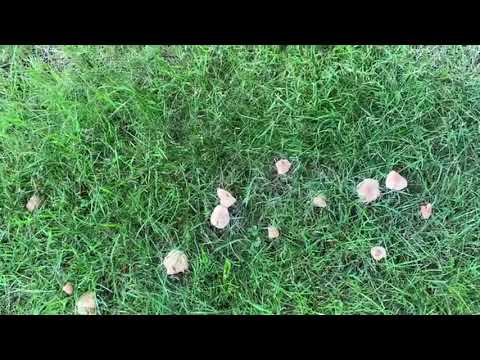 Ken's Weekly Tips - 12th August | Dealing with 'fairy rings'