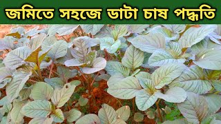 Download lagu জমিতে ডাটা চাষ পদ্ধতি || Amaranth Cultivation || Data Cash Poddhoti || Sobuj Bangla || Part - 396 mp3 Download lagu জমিতে ডাটা চাষ পদ্ধতি || Amaranth Cultivation || Data Cash Poddhoti || Sobuj Bangla || Part - 396 mp3