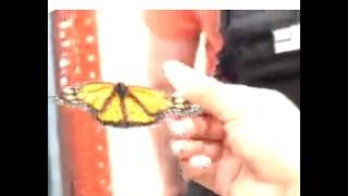 Feed a Butterfly:  Hold it With a Cotton Tip Dipped in Nectar,