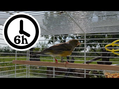 Canary Singing / Training Video - Timbrado EXTRA LONG - 6 Hours Version