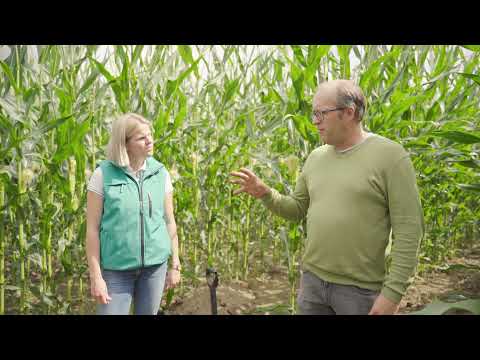 DSV Bodenrundreise 2021 | Mais in weiter Reihe