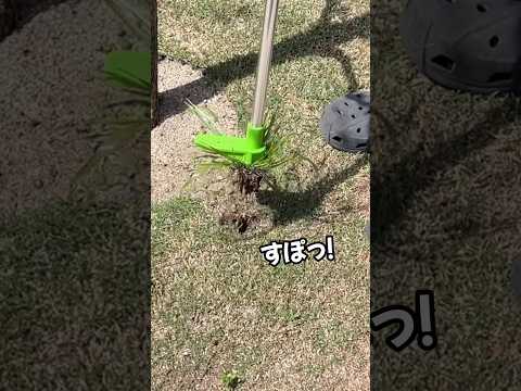 日曜日の草刈りは禁止ですか？規制には何と記載されていますか?芝生の手入れはいつ行うべきですか?  庭園