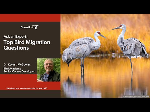 The Basics of Bird Migration: How, Why, and Where | All About Birds