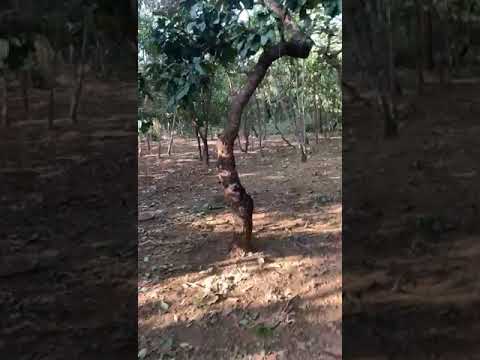 Chácara Para Venda em Bonfinópolis, Goiás