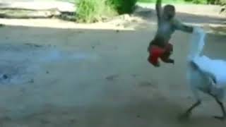 Download lagu Pertarungan Monyet nakal vs ayam. mp3 Download lagu Pertarungan Monyet nakal vs ayam. mp3