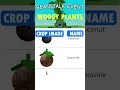 WOODY PLANTS In Grow A Garden Beanstalk Event Growagarden Roblox