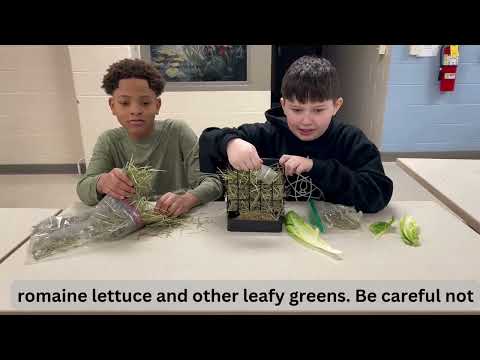 Group 2nd Place: Hoppy, Healthy Rabbits Video Screenshot