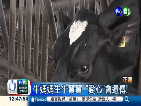 牛媽媽生牛寶寶 "愛心"會遺傳!