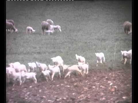 L'anhèl que m'as donat…