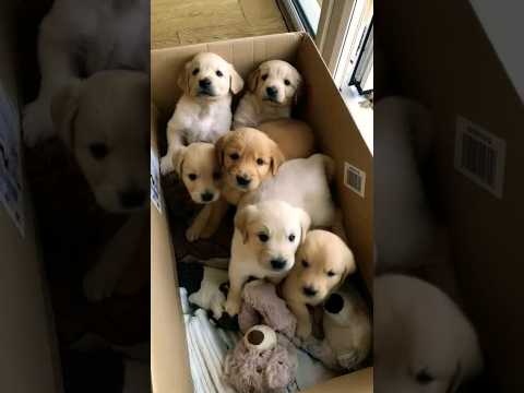 cute puppies #puppy #puppies #cuteanimals #youtubeshorts #cutedog