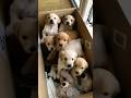 Cute Puppies Puppy Puppies Cuteanimals Youtubeshorts Cutedog