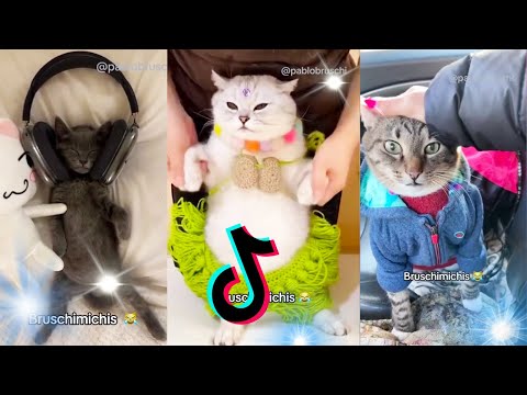 😹 Lo Mejor De Los Bruschimichis @pablobruschi 💗 Hora De Risa 🐈💕