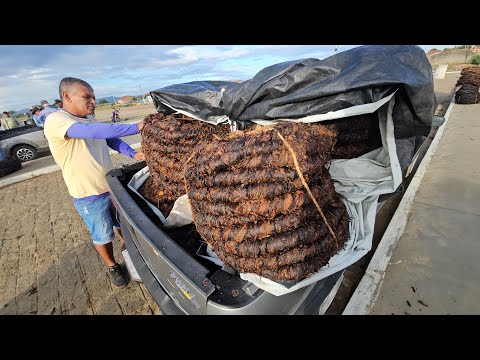 Feira do fumo em Craíbas Al, dia 28/03/2026.