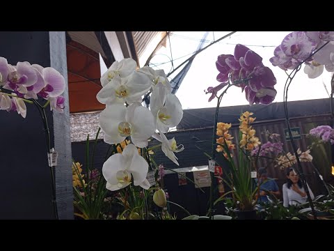 Festa das Orquídeas 2026... Maripá -Pr ....(2° Parte) ❤️❤️❤️