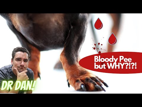 Why is your dog peeing blood?!?!