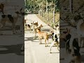 Munna Jhund Me Kutte Aate Hain