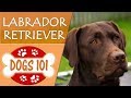 Dogs 101 - LABRADOR RETRIEVER - Top Dog Facts About LAB Breeds