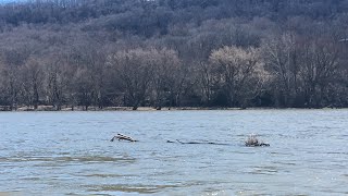 Susquehanna River Condition Report, 3/17/19 - LIVE!