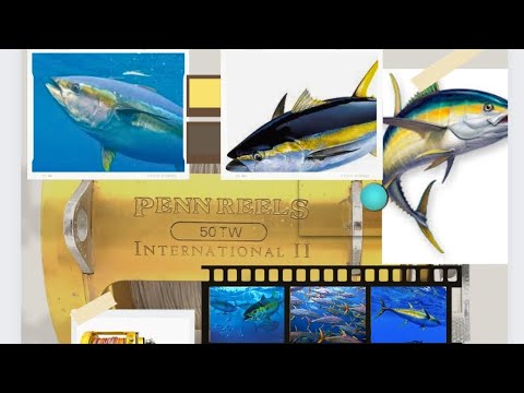 PENN REELS INTERNATIONAL II 50TW BIG GAME FISHING REEL|BIG CATCH #sardine #fishing #shimano #boat