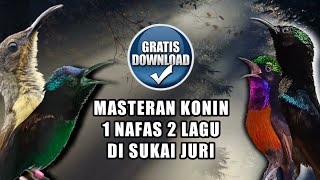 Download lagu HUMMINGBIRD VARIATIONS SOUND, 1 BREATH 2 SONGS mp3 Download lagu HUMMINGBIRD VARIATIONS SOUND, 1 BREATH 2 SONGS mp3