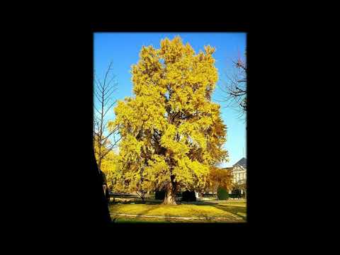 Der Ginkgobaum ist im Garten bei vielen unerwünscht