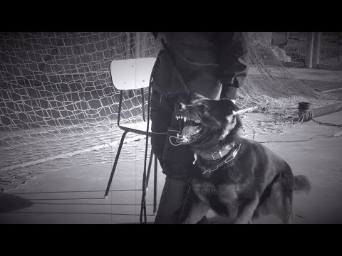 Willi vom Ketscher Wald - protection 8/2019