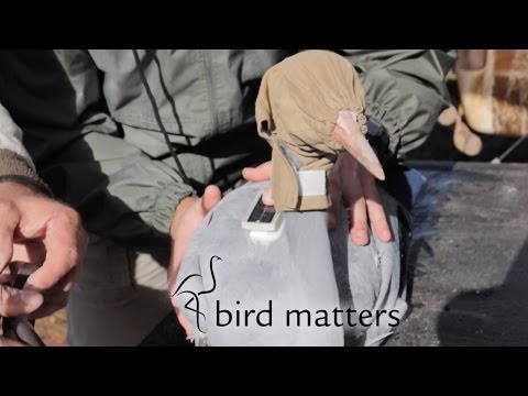 Blue Crane Satellite Tracking / Bird Matters Project Profile