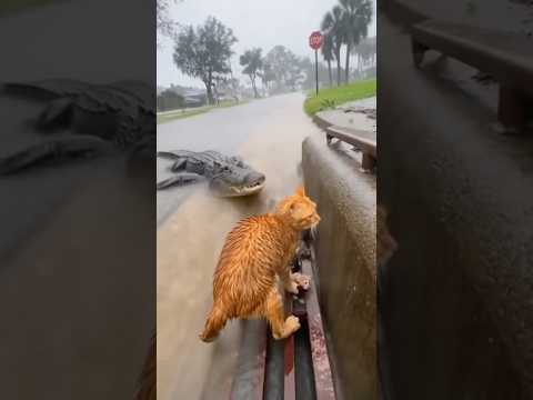 🌊 🙀 Mama Cat Fights Off Alligator During Flood Rescue! #SiuMeowStudio #funnycats #catreaction