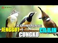 MASTERAN CILILIN CUNGKO CUCAK JENGGOT