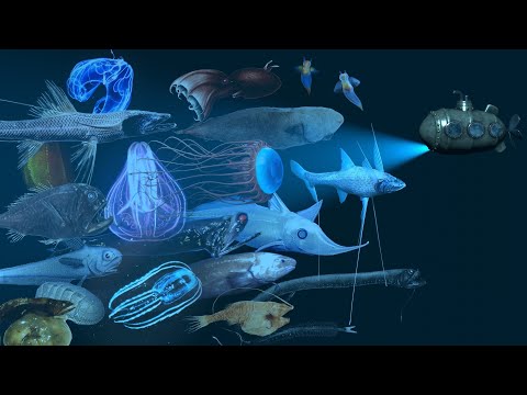 Ocean Depth Comparison | 2.5D Animation | Deep-sea Exploration | Deep-sea Fish