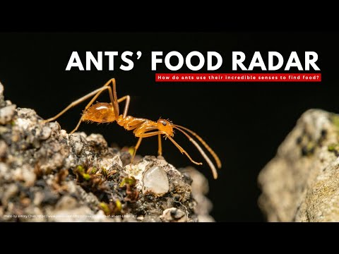 How do ants find their food so easily?