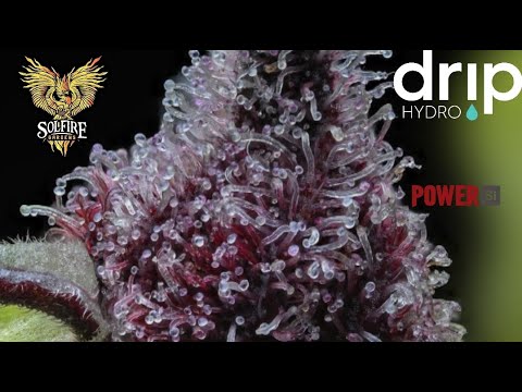 Udder Madness Crosses by Solfire Gardens : Weeks 6 and up. Scoping Resin Heads