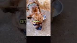 Download lagu MAAF AGAK KERAS MASALAH SHALAT, Habib Jamal bin Toha, religi islam, ceramah singkat, dakwah #shorts mp3