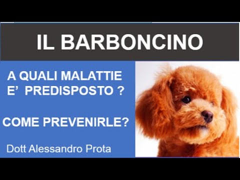 , title : 'Il Barboncino :a quali malattie e' predisposto ? come prevenirle?'