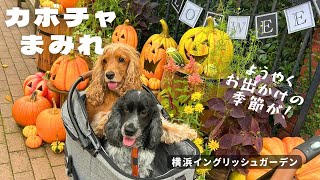 【お散歩スポット巡り#55】横浜イングリッシュガーデン　イングリッシュコッカースパニエル「みみ」 の気持ち