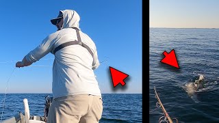 Spanish Mackerel Fly Fishing - Topwater Amberjack