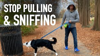 The best way to Rework Your Walks by Understanding Your Canine’s Nostril!