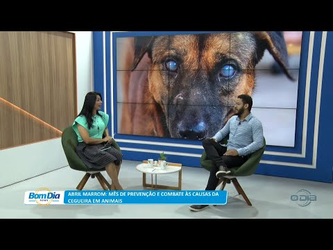 Abril Marrom reforça prevenção e combate às causas da cegueira em animais 11 04 2023
