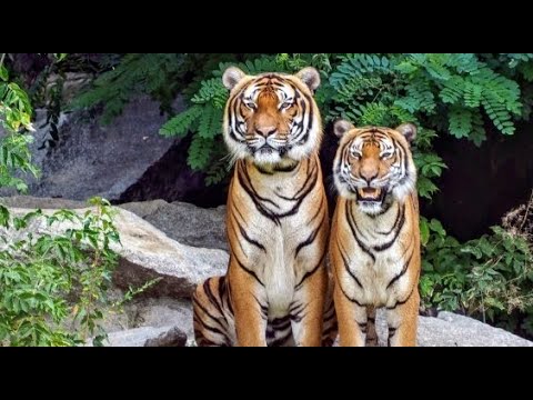 Freeks wilde wereld  De Sumatraanse tijger