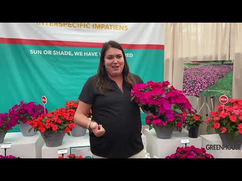 CAST 2022: Solarscape Impatiens