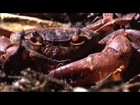 Thumbnail of the video: Ants vs Crab | Natural World: Ant Attack | BBC Earth