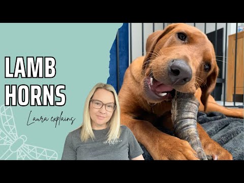 The Benefits of Lamb Horns for Dogs