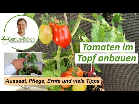 , title : 'Tomaten 🍅 auf dem Balkon anbauen: Anzucht 🌱, umtopfen, Pflege, Düngen vom Samen bis zur Ernte 🤏'
