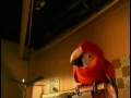 Coca Cola Parrot Commercial 1998 Directed By Paul Greengrass