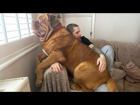 When Your Big Dog Thinks He's a Baby! 🤣 Funny dog videos 2024