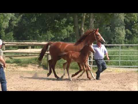 Hengstanwärter von Fürst Belissaro
