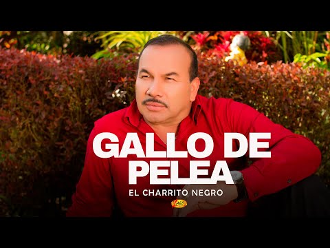 El Charrito Negro - Gallo De Pelea | Música Popular Colombiana