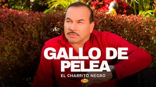 El Charrito Negro - Gallo De Pelea | Música Popular Colombiana